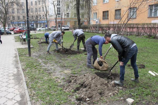 Команда «Молодежки ОНФ» высадила деревья в Депутатском сквере Воронежа