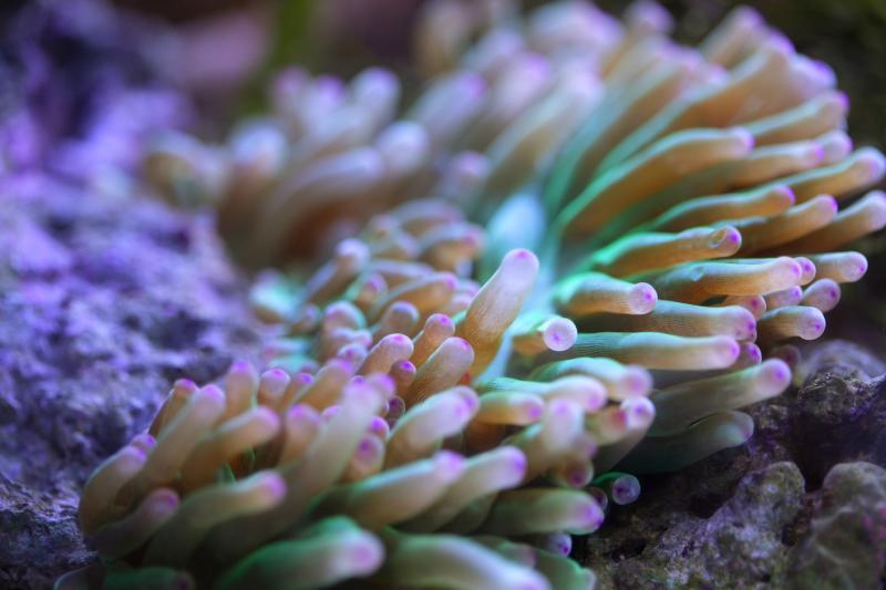 Новые кораллы прибыли в Приморский океанариум