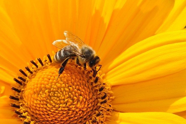 Всемирный день пчел ‬— Пчелам нужна помощь