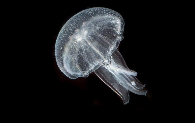 Сделано в Приморском океанариуме: биологи расширяют программу разведения медуз