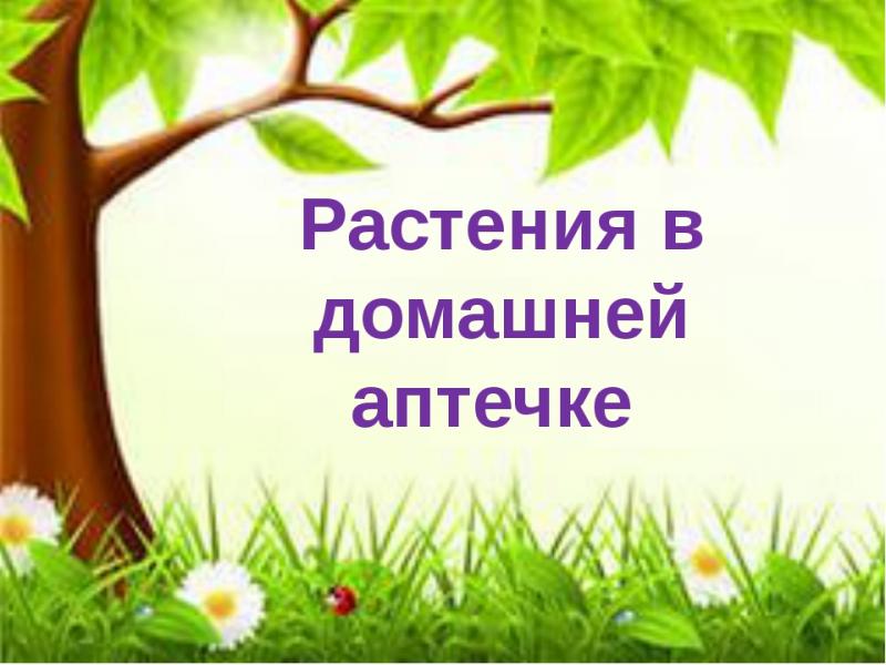 4 растения, которые необходимо иметь в домашней аптечке советует магазин медтехники ME-D.RU