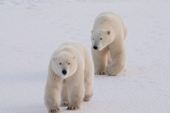 Белые медведи тестируют новую технологию слежения