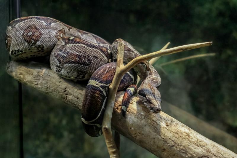 Змеи впервые появились в экспозиции Приморского океанариума
