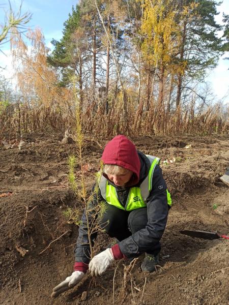 В России продолжают высаживать тысячи новых деревьев