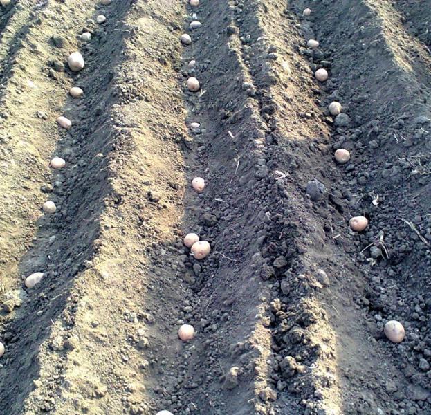 Посадка картофеля стартовала на полях в Грачёвском районе
