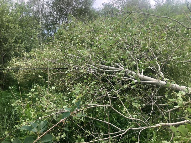 Из-за незаконной вырубки в охранной зоне ЛЭП без света остались 2 района в Новосибирской области