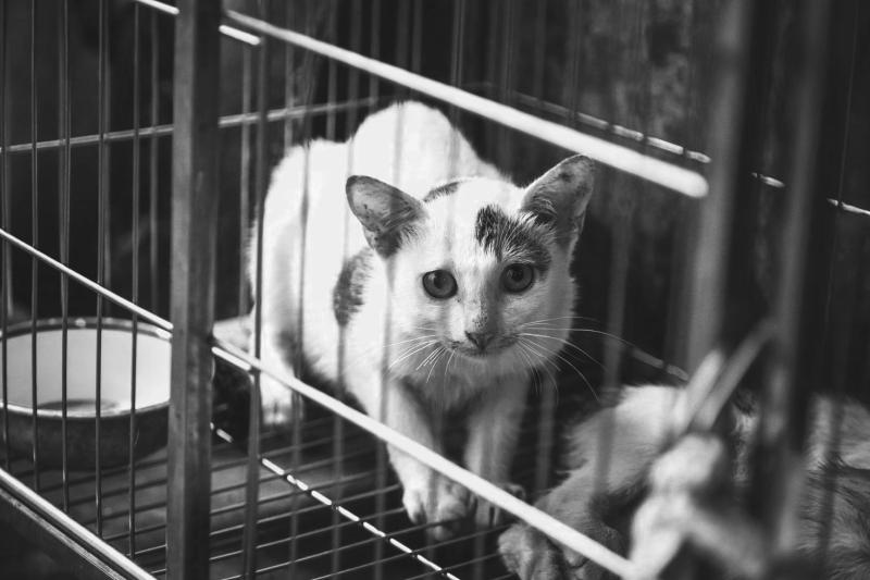 Проект «Спасенные жизни»,  рассказывающий о волонтерах, спасающих животных в ДНР и ЛНР, собрал более 1 миллиона просмотров