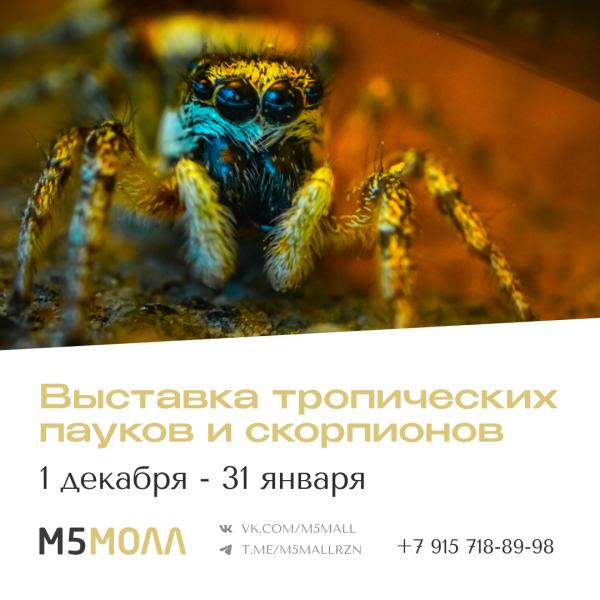 Рязанский «М5 Молл» готовится к «Вторжению пауков»