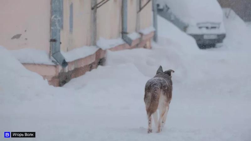 Неизвестных, убивших собаку из пневматического пистолета в Томске, ищет полиция