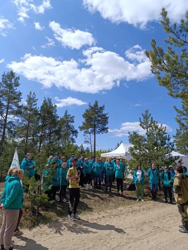 Благотворительный фонд “Поколение АШАН” продолжает восстановление лесной экосистемы Нижегородской области