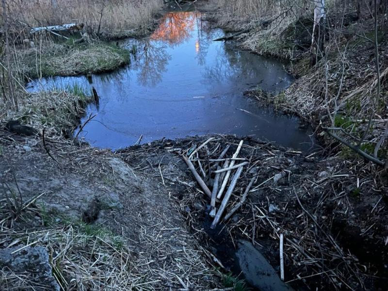 Бобер на Шлюзе беспокоит жителей Новосибирска