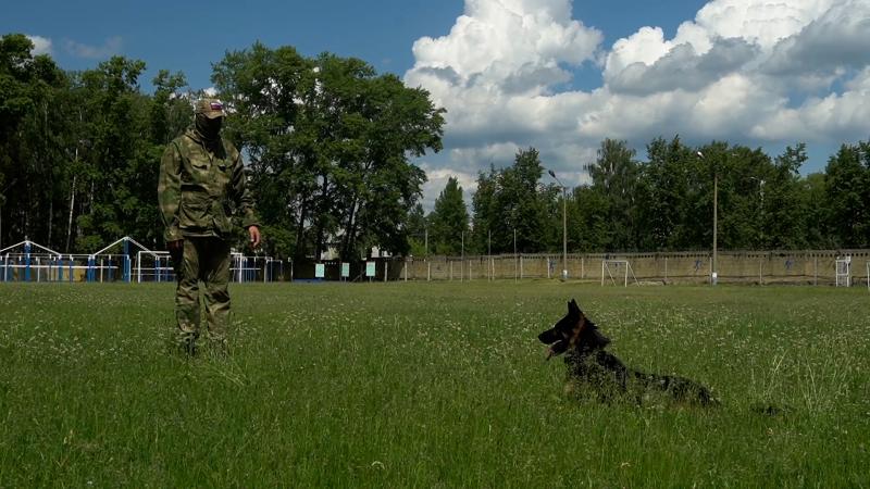 В Пензенской области кинологи Росгвардии продемонстрировали мастерство и выучку своих питомцев