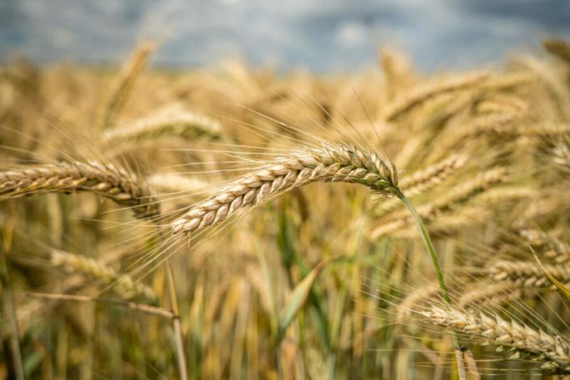 Новосибирская область планирует собрать 2,8 млн тонн зерна