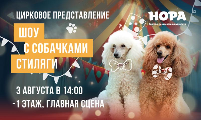 Цирковое шоу с собачками «Стиляги» в ТРЦ «Нора»