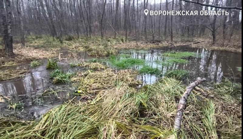 В Воронежской области деградирует природная водная артерия, питающая заповедник имени Василия Пескова