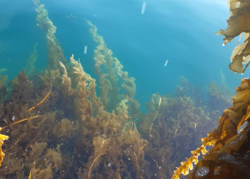 Первые 70 тонн ундарии будут готовы к лету этого года